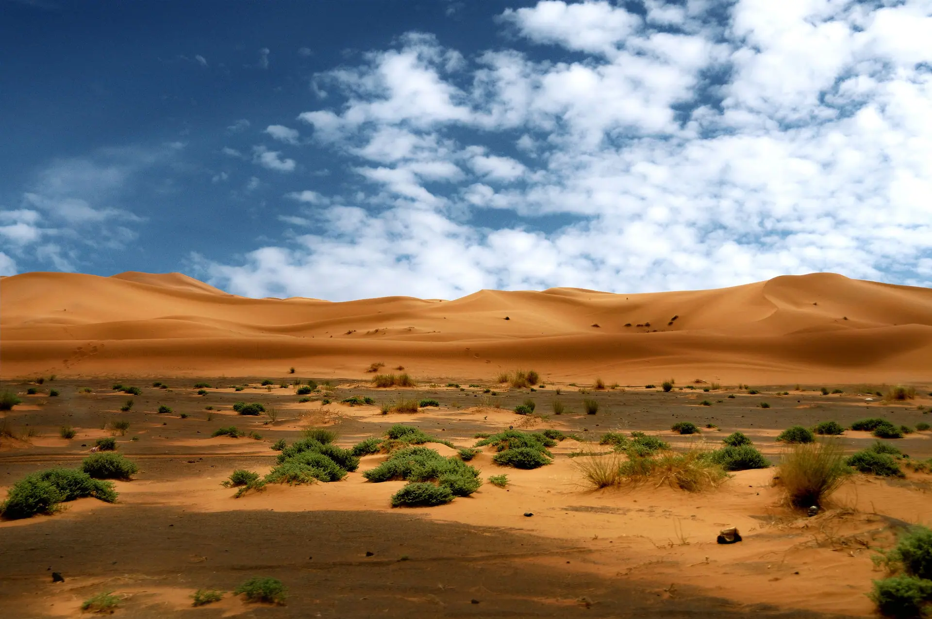 Explore the majestic dunes of Merzouga with their unique desert vegetation under a bright blue sky.